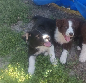 Catei de Border Collie de vanzare
