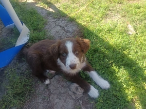 Catele Border Collie