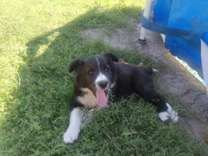 Catei de Border Collie de vanzare  - imagine 4