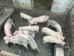 Vând purcei.     .      .