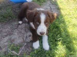 Catei de Border Collie de vanzare  - imagine 5