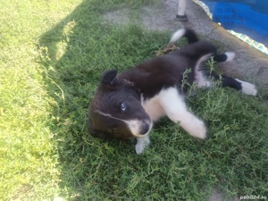 Catei de Border Collie de vanzare  - imagine 2