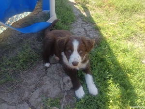 Catei de Border Collie de vanzare  - imagine 3