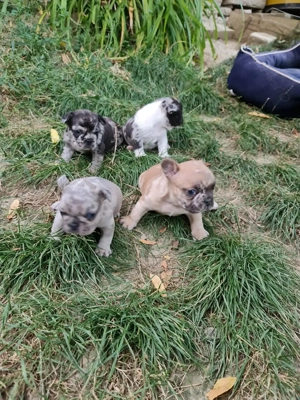 catelusi buldogi francezi