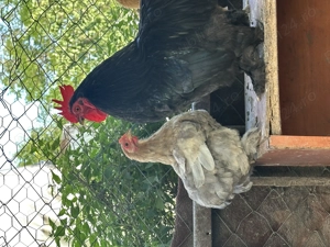Vând familie Cochinchina Pitic!