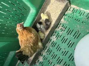 Vând cloșca de americană cu 7 pui de Cochinchina pitic!