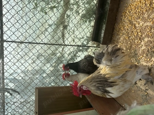 Vând familie metis de Cochinchina pitic!