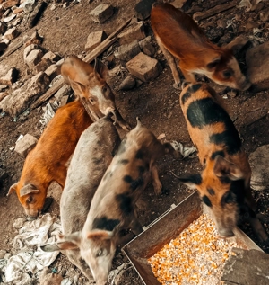 Purcei 11 saptamani pietrain belgian - imagine 3 Purcei 11 saptamani pietrain belgian - imagine 3