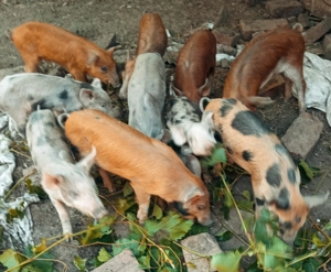 Purcei 11 saptamani pietrain belgian - imagine 2 Purcei 11 saptamani pietrain belgian - imagine 2