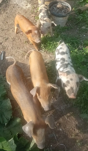 Purcei 11 saptamani pietrain belgian