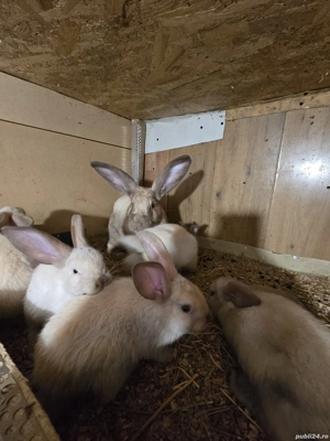 iepurita de vânzare Sacueni 