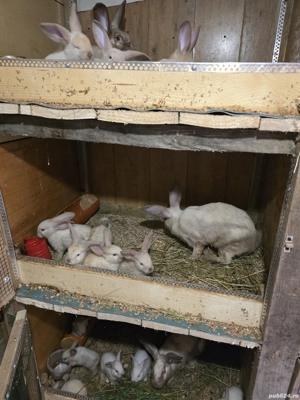 iepurita de vânzare Sacueni  - imagine 3 iepurita de vânzare Sacueni  - imagine 3