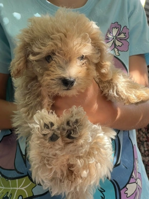 Caine Budal ,vaccinati,deparazitat,carnet de sanatate