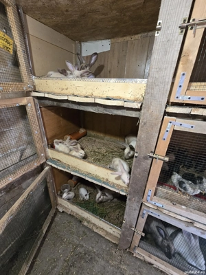 iepurita de vânzare Sacueni  - imagine 2 iepurita de vânzare Sacueni  - imagine 2