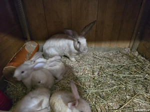 iepurita de vânzare Sacueni  - imagine 4 iepurita de vânzare Sacueni  - imagine 4