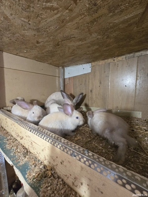 iepurita de vânzare Sacueni  - imagine 5 iepurita de vânzare Sacueni  - imagine 5