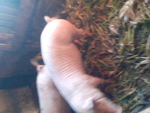 Porc de vănzare  100 kg