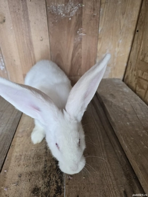 iepurita de vânzare uriaș 