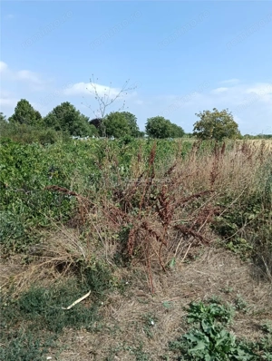 Terenuri intravilane--Mihailesti Giurgiu-Toate utilitatile-Asfalt - imagine 2