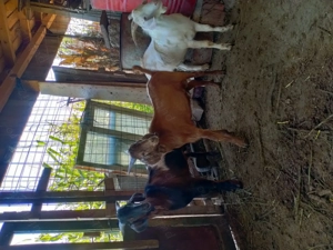 Iezi anglonubieni - imagine 2