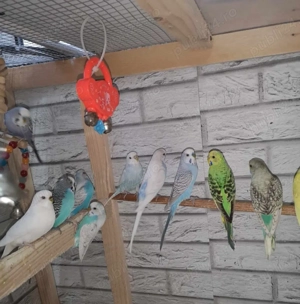 Peruși pui și adulți 