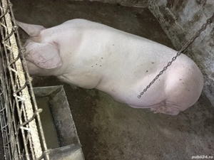 domnisoara Duroc cu Pietrain 