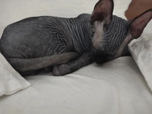 Pisica Sfinx sphynx mascul 4 luni 