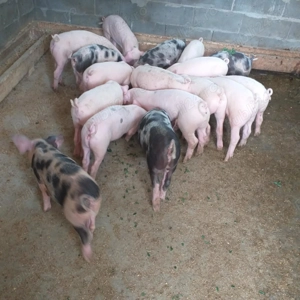 Vind purcei de 10 săptămâni 