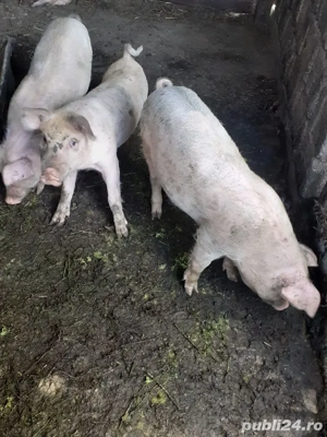 șoldanei  - imagine 5 șoldanei  - imagine 5