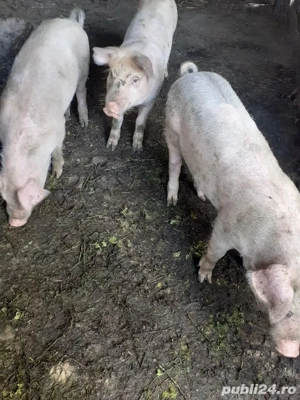 șoldanei  - imagine 3 șoldanei  - imagine 3