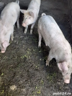 șoldanei  - imagine 2 șoldanei  - imagine 2