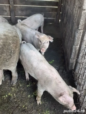 șoldanei  - imagine 4 șoldanei  - imagine 4