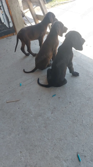 Catei vanatoare brac german