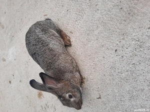 Iepuriță tânără de 8 luni de vânzare - imagine 2 Iepuriță tânără de 8 luni de vânzare - imagine 2