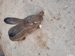 Iepuriță tânără de 8 luni de vânzare