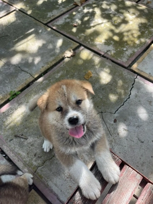 Akita inu japonez  - imagine 3 Akita inu japonez  - imagine 3