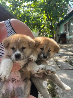 Akita inu japonez  - imagine 2 Akita inu japonez  - imagine 2