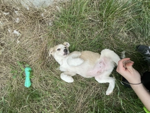 Pentru Adopție Cățel talie Medie  - imagine 3 Pentru Adopție Cățel talie Medie  - imagine 3