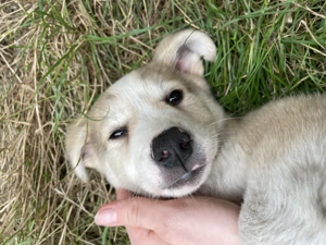 Pentru Adopție Cățel talie Medie 