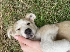 Pentru Adopție Cățel talie Medie  - imagine 2 Pentru Adopție Cățel talie Medie  - imagine 2