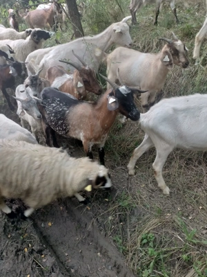 Capre de vanzare - imagine 3 Capre de vanzare - imagine 3