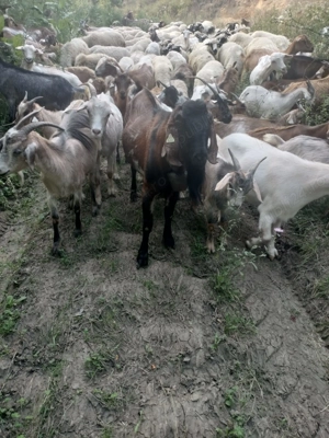 Capre de vanzare - imagine 2 Capre de vanzare - imagine 2