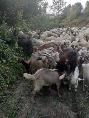 Capre de vanzare - imagine 4 Capre de vanzare - imagine 4