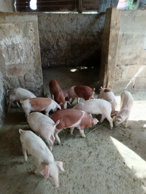 9 purcei toți sunt masculi  - imagine 2