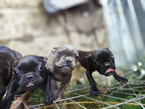 Vând pui bulldog francez și mama lor