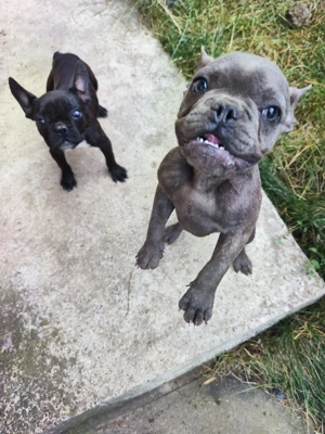 Bulldog francezi pui și femela