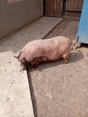 Vand scroafa vietnameza - imagine 3