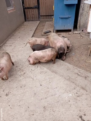 Vand scroafa vietnameza - imagine 2