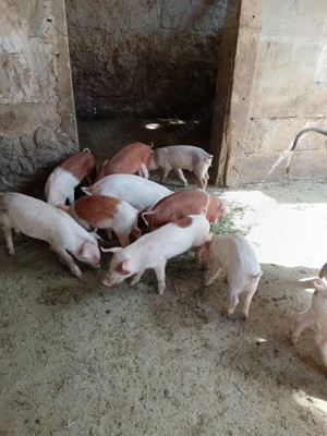 9 purcei toți sunt masculi