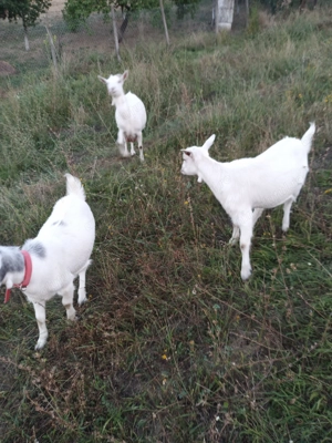 Capre rasa sannen si iedute